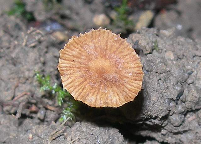 Conocybe horakii      Watling & G.M. Taylor